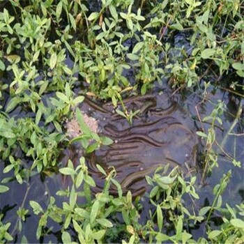 潼南水产黄鳝苗价格实惠