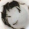 昆明雪魚苗繁殖場