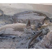銅仁巖原鯉魚苗出售現貨供應圖片