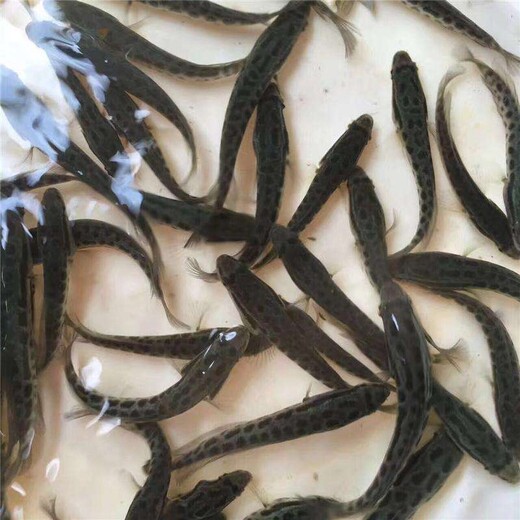铜川黑鱼苗养殖技术