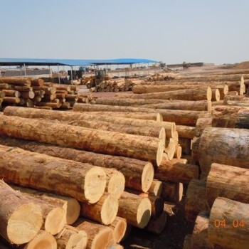 广州木材原木进口报关代理
