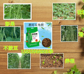 豆角肥生产豇豆芸豆肥料厂家水溶豆满园直销