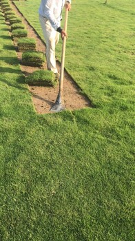 馬尼拉草坪（4塊一個平方）