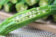 秋葵脆果蔬脆生产厂家支持散装批发oem代加工私人定制