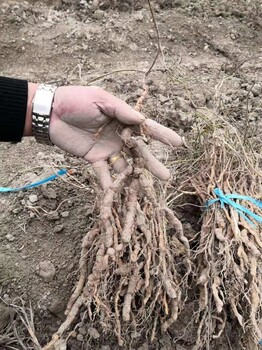 粉防己种植育苗基地，粉防己种子种苗出售，各种药材种植