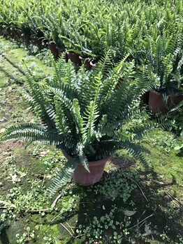 質(zhì)優(yōu)城市街道綠化植物腎蕨多少錢
