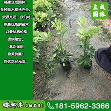 厦门思明区街道绿化植物鸭脚木都是什么价格