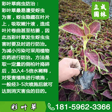 福建漳州绿化观赏植物彩叶草什么价格