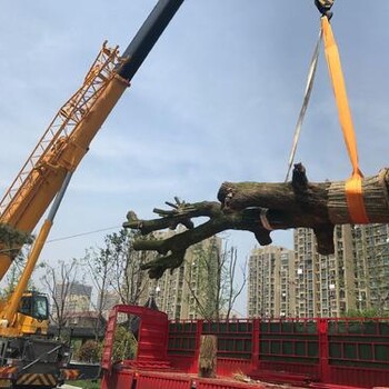 金山興塔吊車租賃起步價-全市連鎖-叉車租賃挖掘機