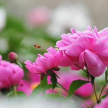 東北芍藥種植技術(shù)