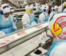 江蘇揚州去香港正規出國勞務急招食品廠普工年薪35萬起圖片