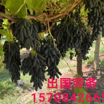 衢州正规出国劳务以色列纸厂农场畜牧业种植采摘包装工月薪3万+