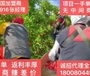 浙江衢州出國勞務派遣外派急招農場采摘工月薪2.5-3萬圖片