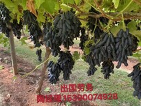 湖北武漢出國勞務一手項目招農場工廠司機年薪45萬圖片1
