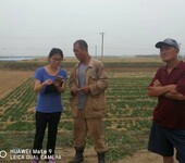 生姜密植栽培技术服务指导农业种植生态园区规模化标准种植服务指导