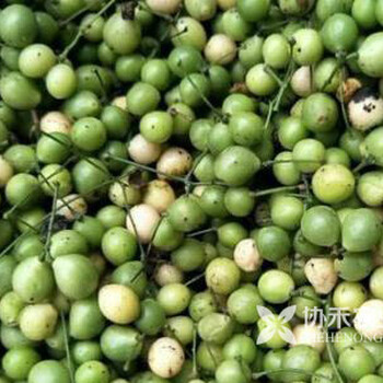重慶藥材金果欖種植種苗基地價格優(yōu)惠重慶協(xié)禾農(nóng)業(yè)科技有限公司