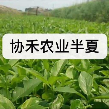 湖北药材半夏种植种苗基地价格优惠重庆协禾农业科技有限公司