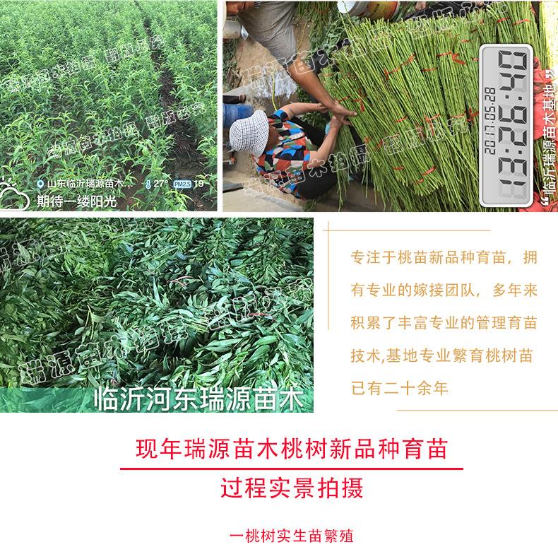 甜黃桃簡介