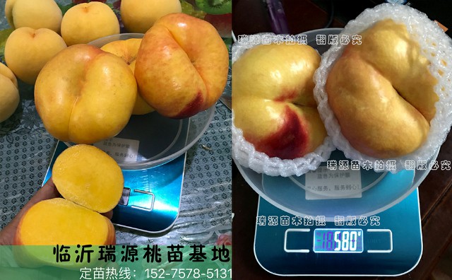 6—6油蟠桃裂不裂果6—6油蟠桃什么時(shí)間成熟