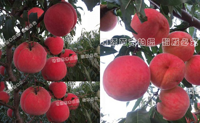 甜黃桃簡介