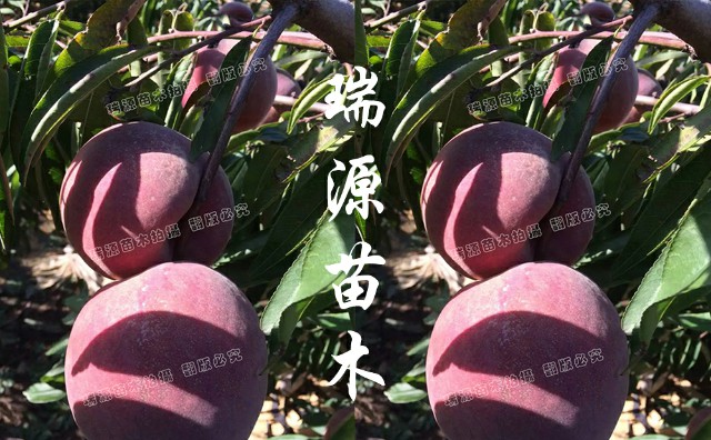 6—6油蟠桃裂不裂果6—6油蟠桃什么時(shí)間成熟
