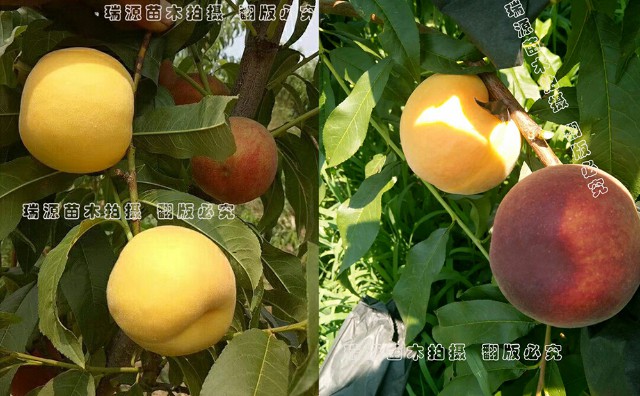 6—6油蟠桃裂不裂果6—6油蟠桃什么時(shí)間成熟