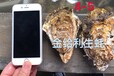 烤生蚝刺身蚝4到5