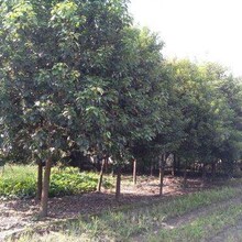 四川成都香樟熟货丛生香樟批发基地直销批发价格