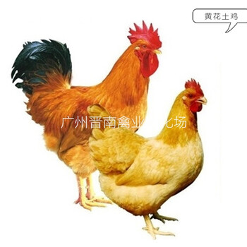 黄3土3鸡苗预定黄4批发采购本地土鸡价格广州附近黄花鸡