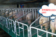 黑龙江鹤岗供应母猪定位栏复合漏粪板球墨铸铁腿支撑