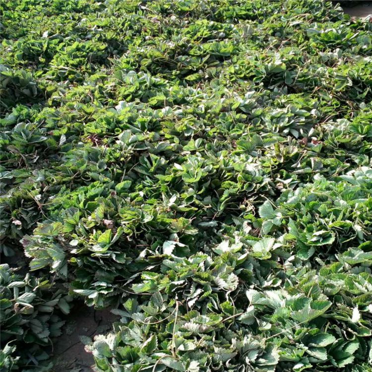 幸香草莓苗價(jià)格