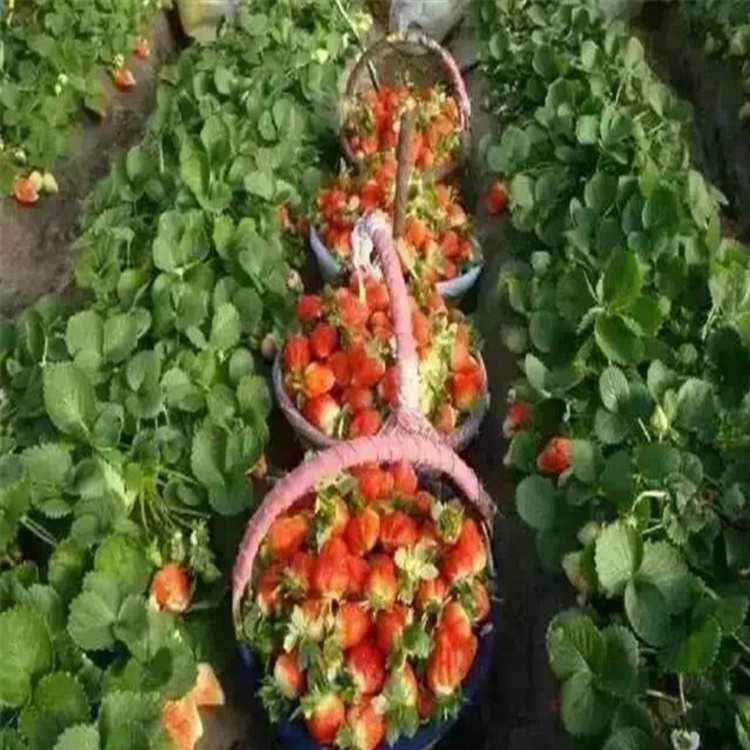 山口二號(hào)草莓苗多少錢一棵