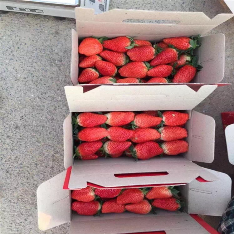 去哪购买白雪天使草莓苗、四川草莓苗基地