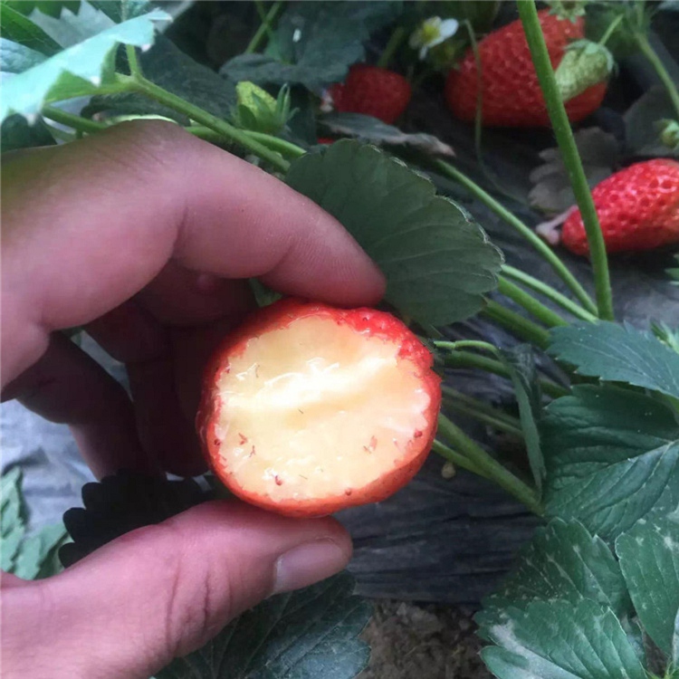 大棚草莓苗價格、大棚草莓苗