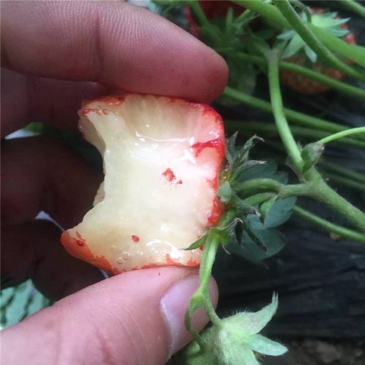 大棚草莓苗價格、大棚草莓苗