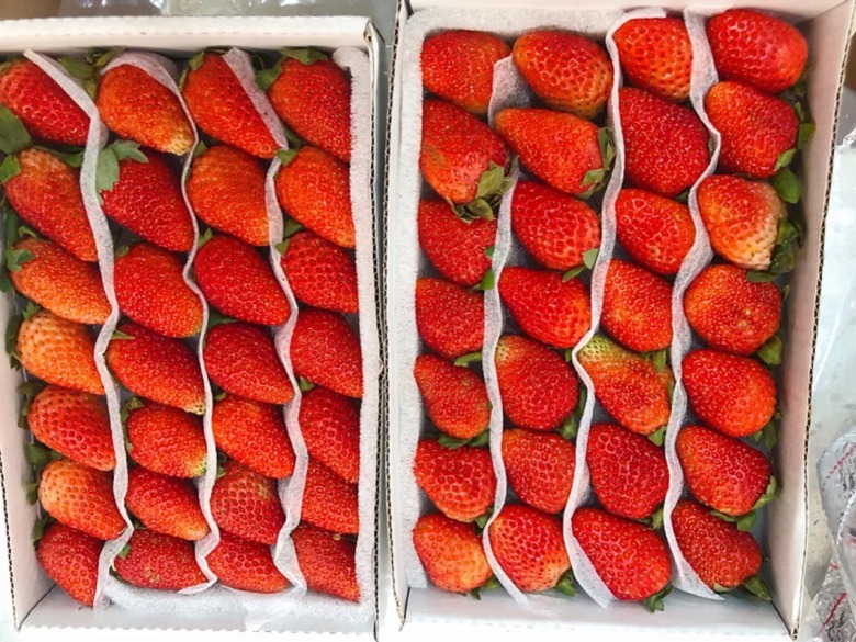 莱克特草莓苗价格