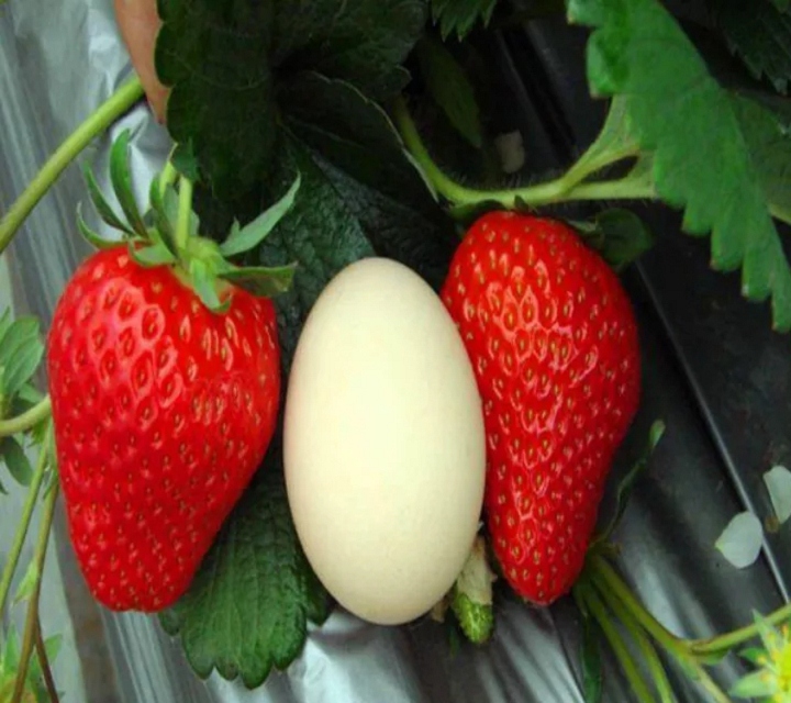 福王草莓苗、福王草莓苗基地价格多少钱一颗
