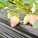 拉松草莓苗价格行情、拉松草莓苗供应