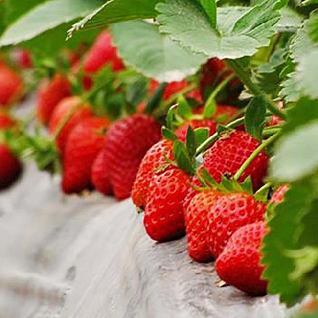 甜宝一号草莓苗多少钱一棵