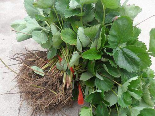 去哪購買艷麗草莓苗、貴州草莓苗基地