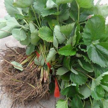 草莓苗、天津基地草莓苗多少錢一顆