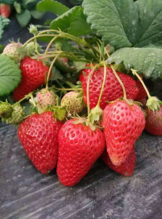 甜宝一号草莓苗多少钱一棵