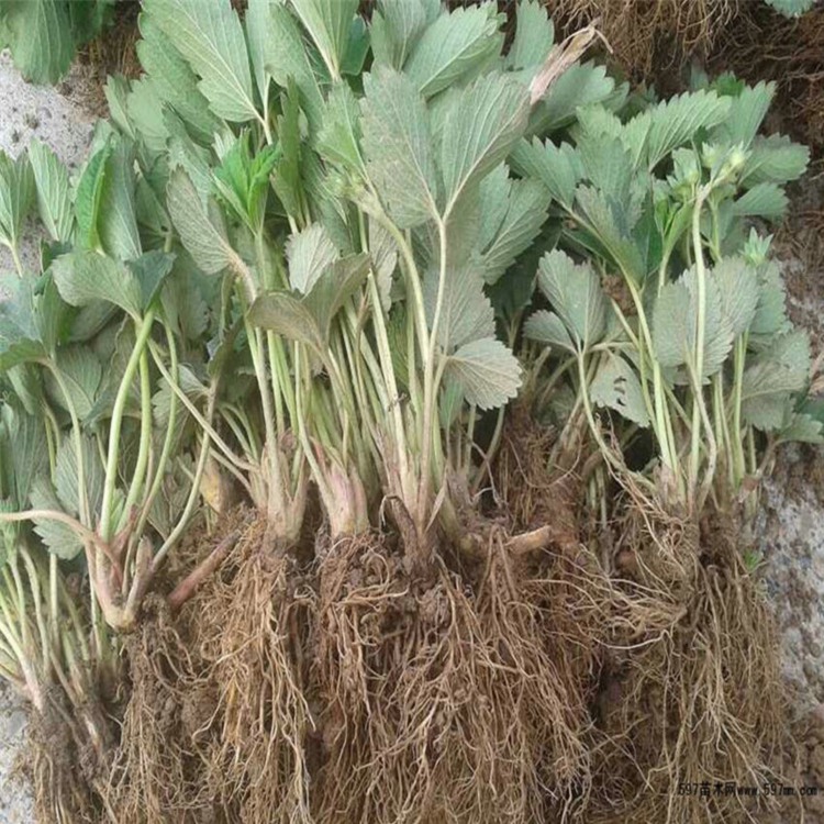 甜寶草莓苗零售價格是多少