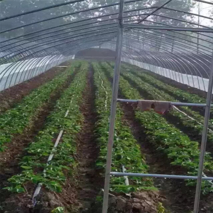 甜寶草莓苗零售價格是多少