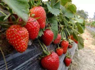 紅袖添香草莓苗、紅袖添香草莓苗供應(yīng)