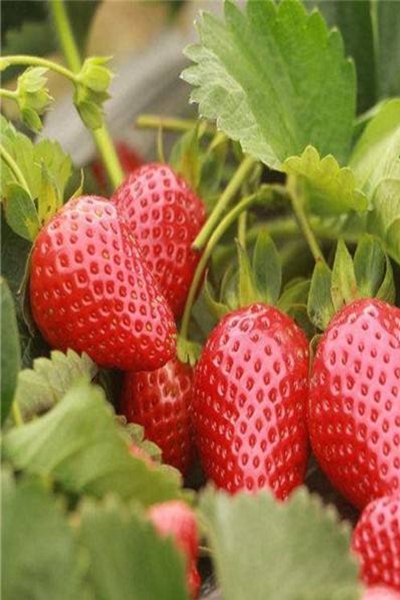 日本一号草莓苗、日本一号草莓苗报价