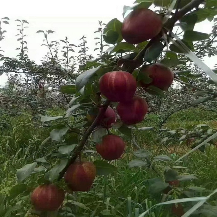 三年梨樹苗多少錢一株