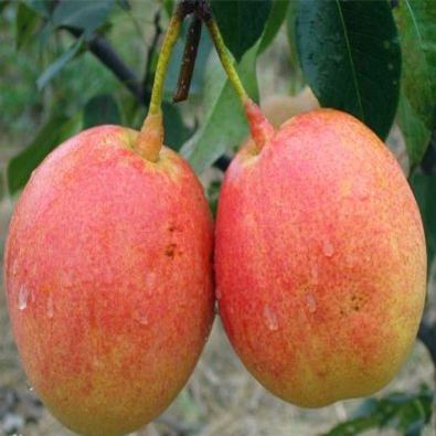 紅考密斯梨苗、紅考密斯梨苗一棵多少錢(qián)
