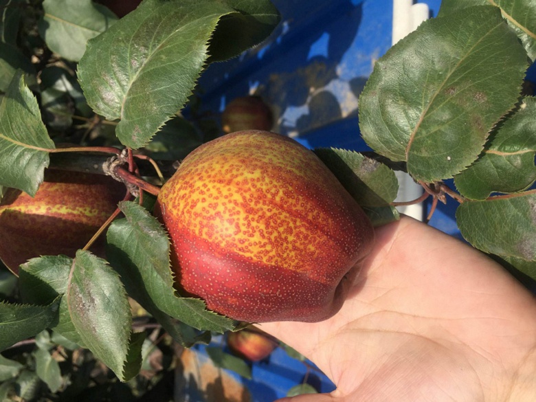 早酥紅梨樹苗多少錢一棵、早酥紅梨樹苗哪里有