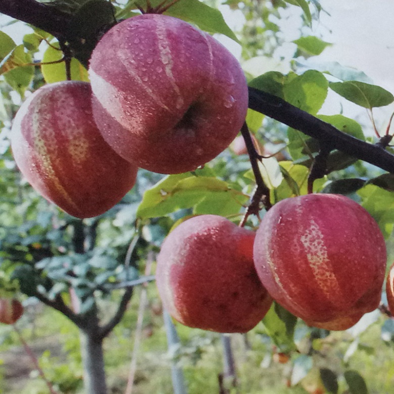 四年梨树苗多少钱一株